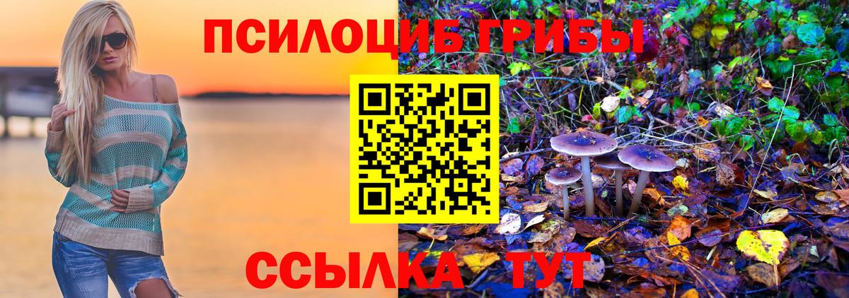 Галлюциногенные грибы Psilocybe  Кирово-Чепецк 
